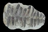Pecopteris Fern Fossil (Pos/Neg) - Mazon Creek #72362-1